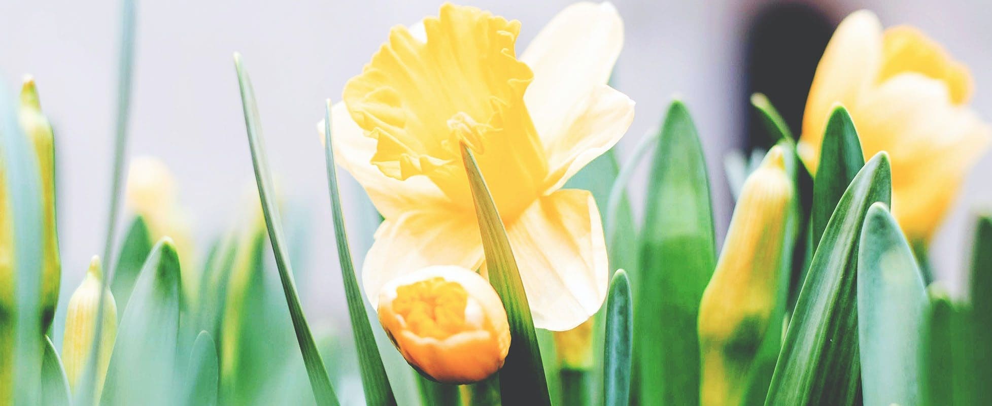 easter daffodils in garden
