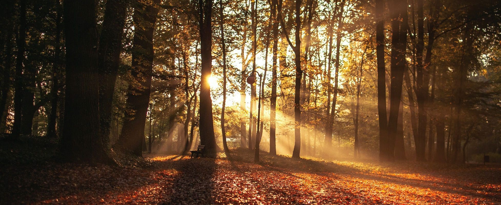 fall leaves on the ground with a beam of sunlight coming through trees