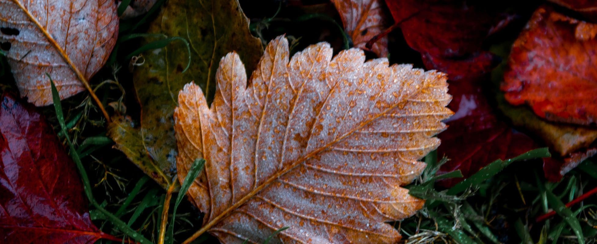 frosted fall leaf waiting for winter