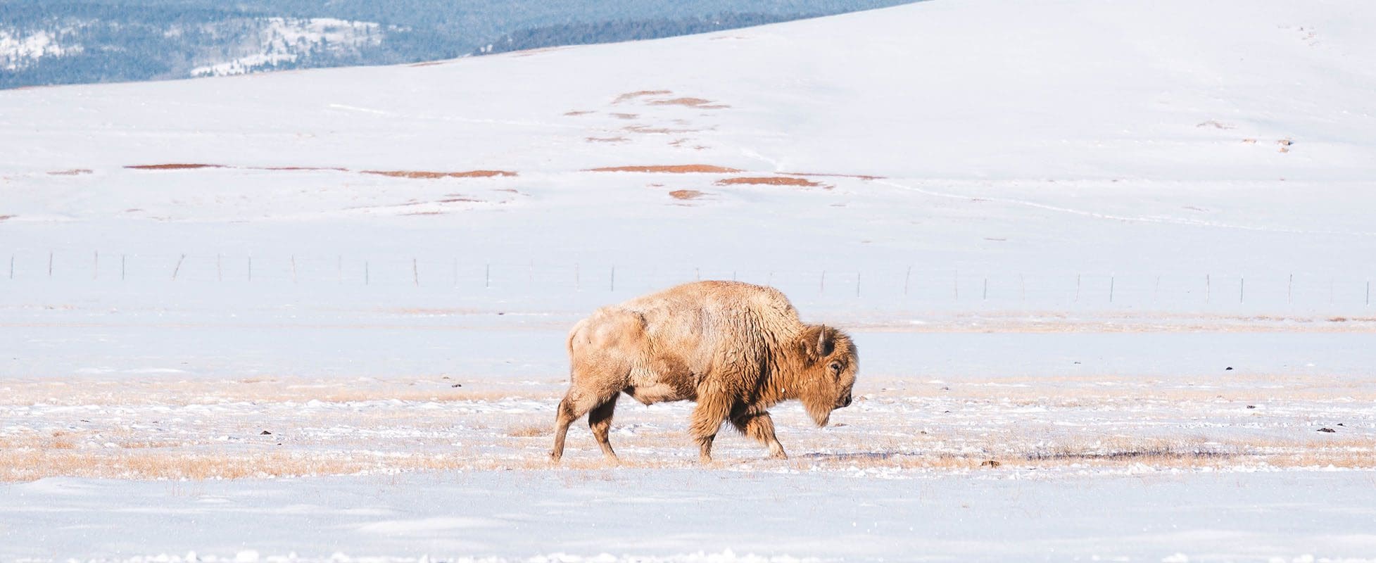 white buffalo walking on snowy field