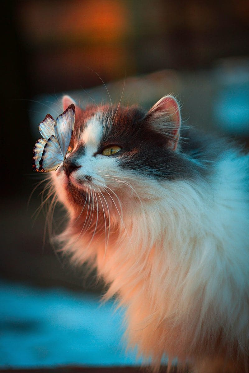 cat with butterfly on nose